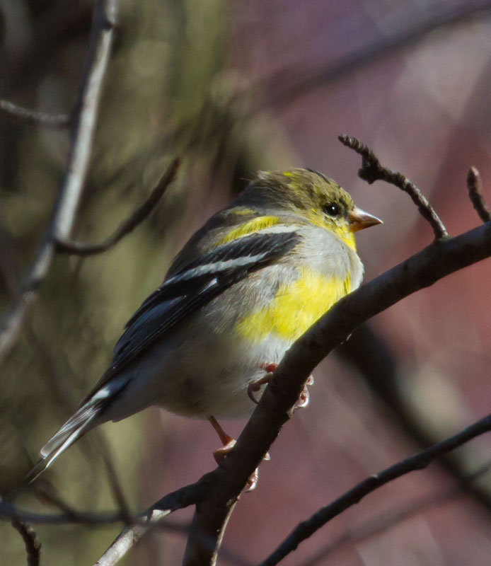 Goldfinch, Male