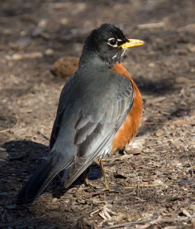 American Robin