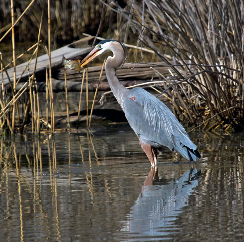 Great Blue Heron