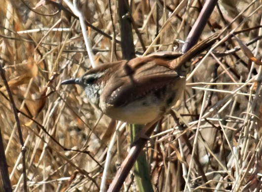 Carolina Wren