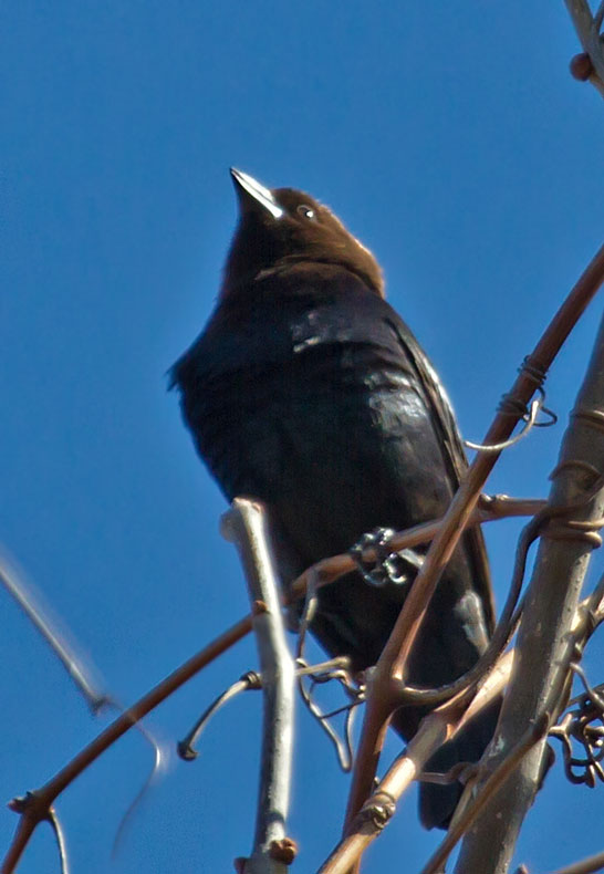 Brown Headed Cowbird