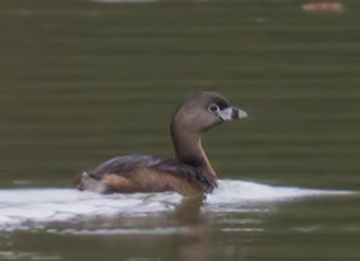 Pied Billed Grebe