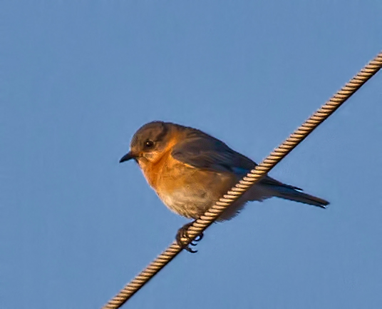 Eastern Bluebird (female)