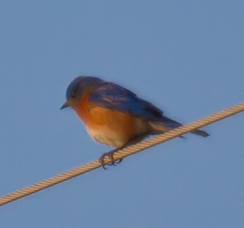 Eastern Bluebird (male)