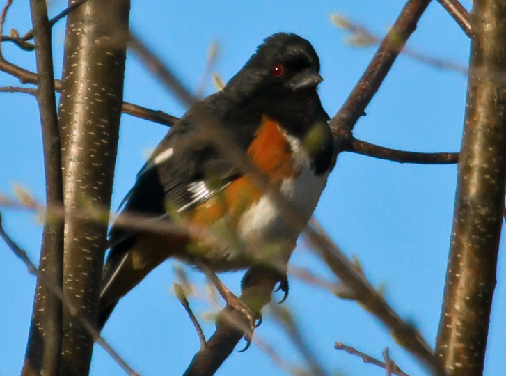 Eastern Towhee