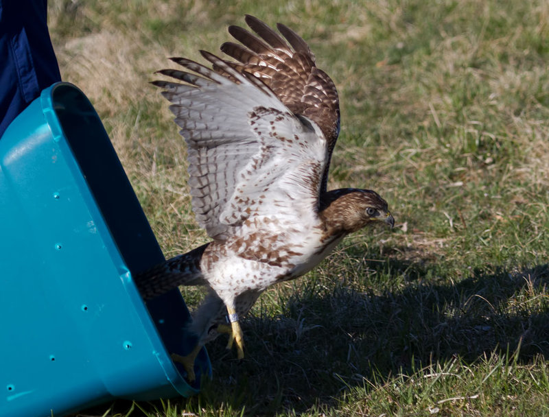 Red Tail Release