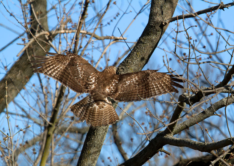 Released Red Tail 2