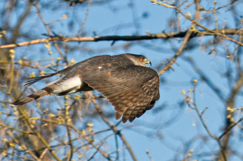 Cooper's Hawk