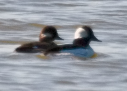 Buffleheads