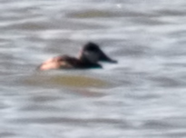 Ruddy Duck