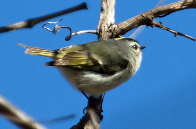 Golden Crowned Kinglet