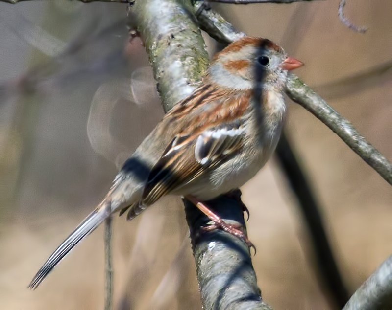Field Sparrow
