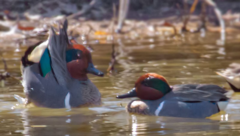 Green Winged Teal