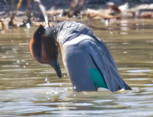 Green Winged Teal 2