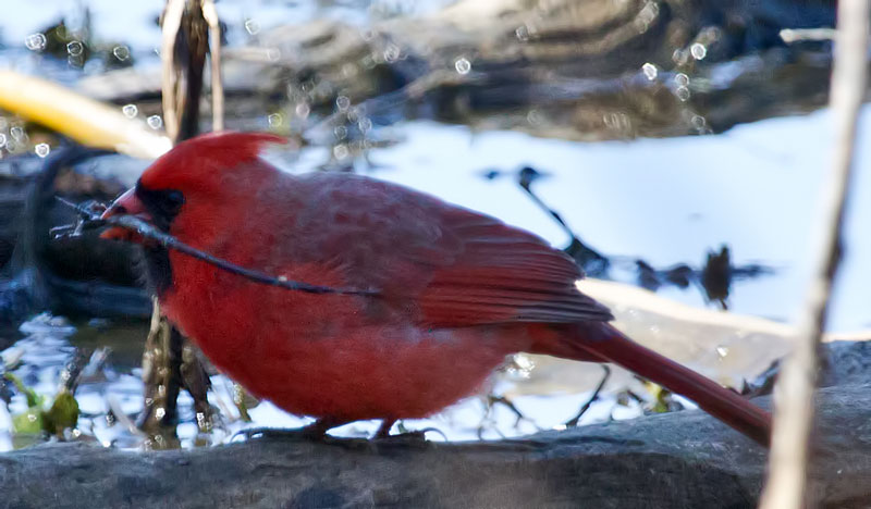 Northern Cardinal