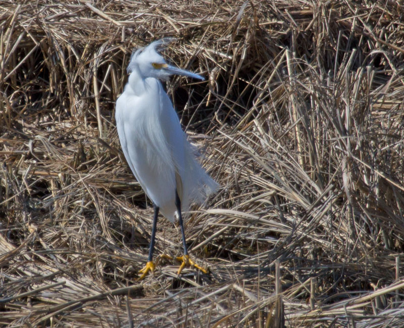 Snowy Egret