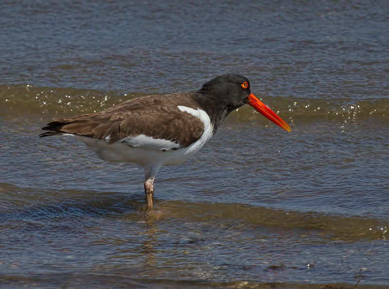 Oystercatcher