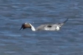 Northern Pintail