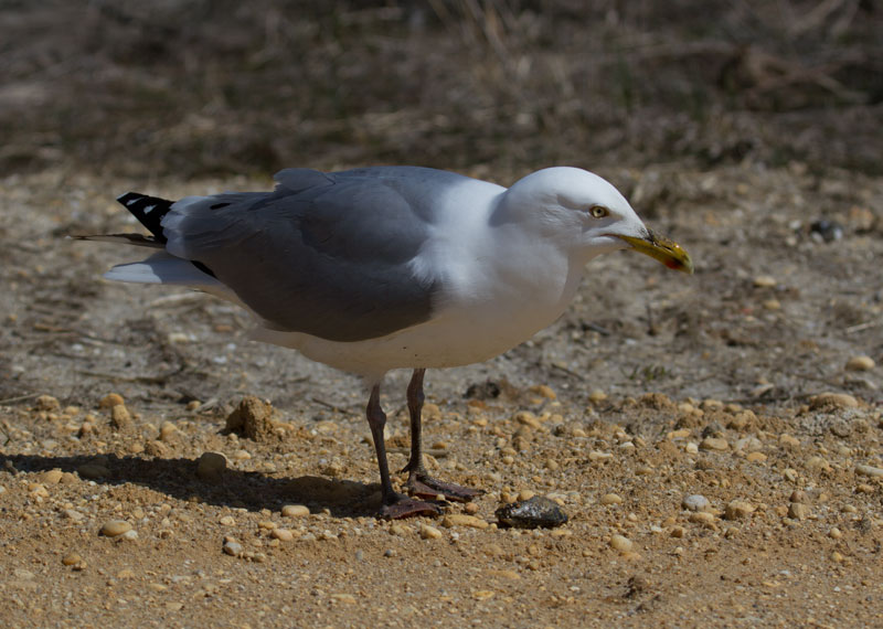 Herring Gull