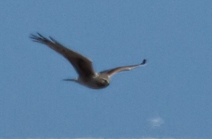 Northern Harrier,  male