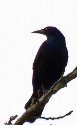 Common Grackle