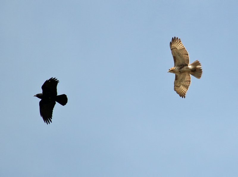 American Crow with Red Tail Hawk