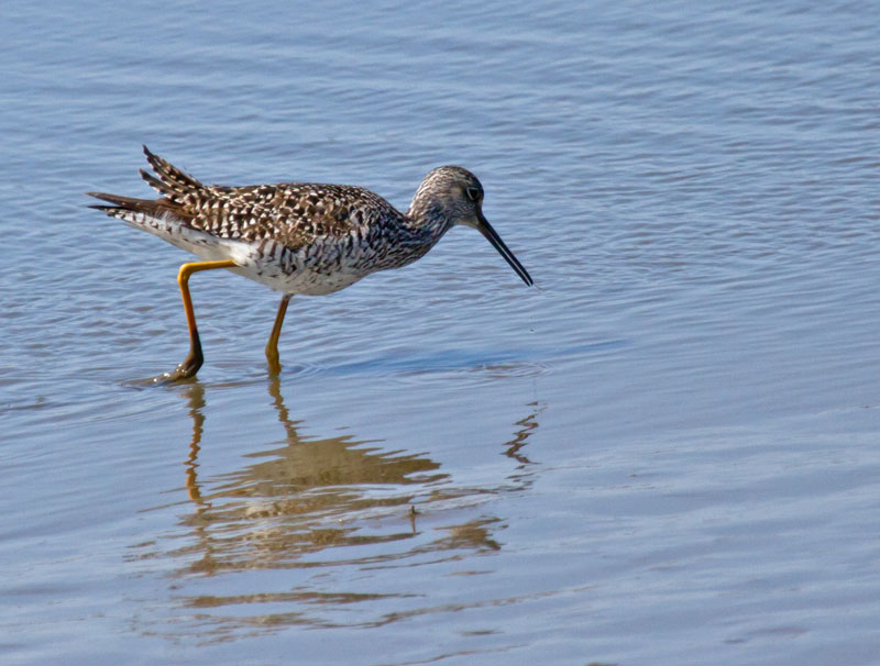 Greater Yellow Legs