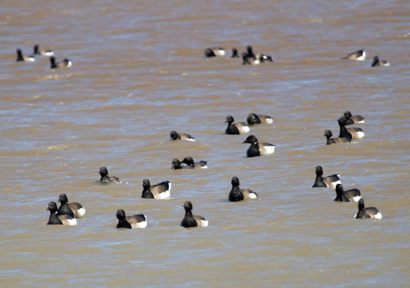 Brant  swimming