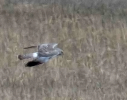 Northern Harrier male II