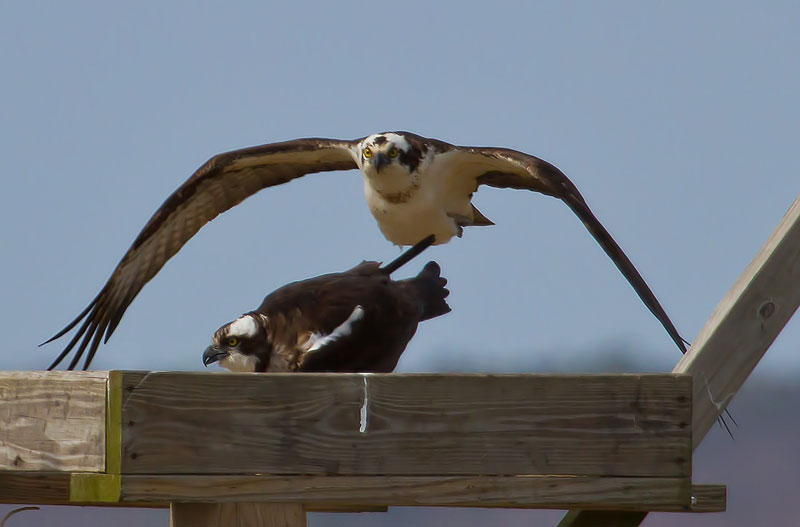 Osprey