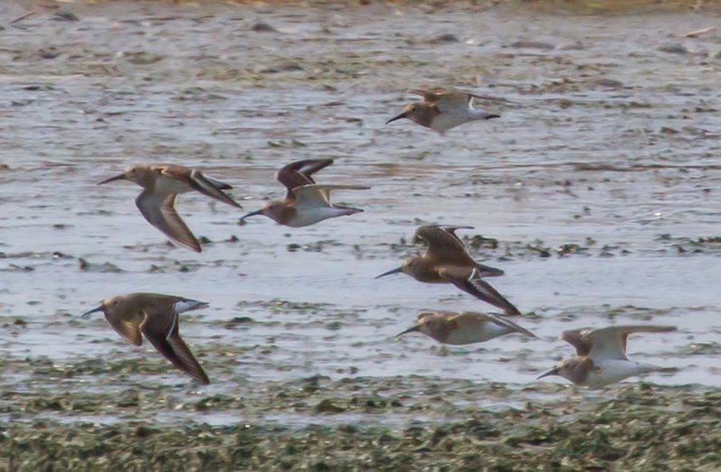 Dunlin