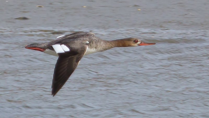 Red Breasted Merganser, female