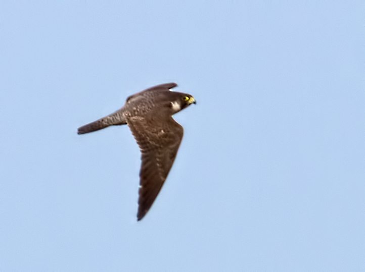 Peregrine Falcon