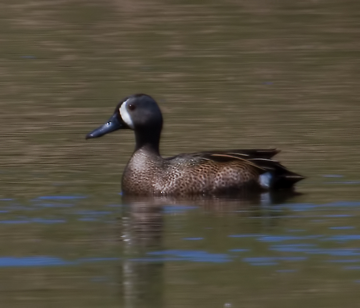 Blue Wing Teal, male
