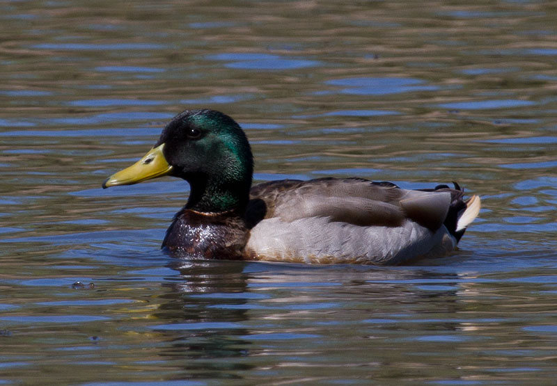 Mallard