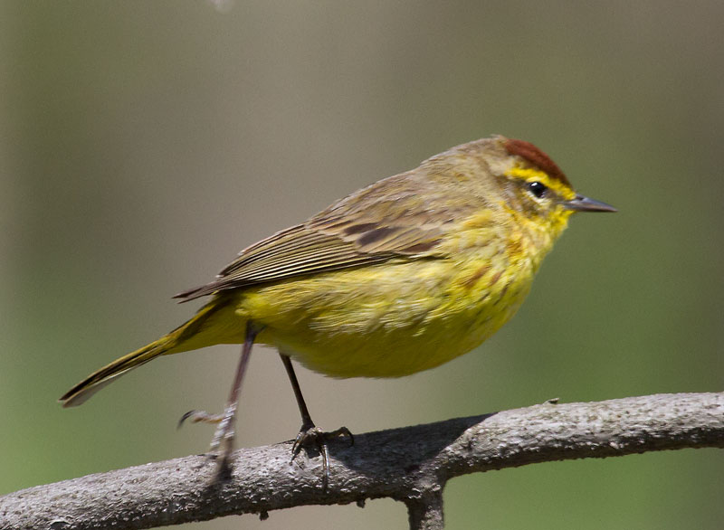 Palm Warbler
