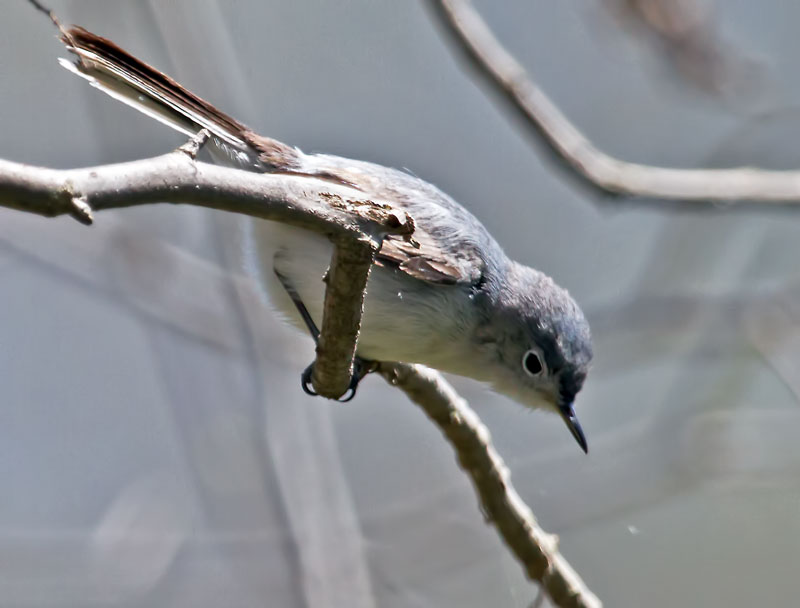 Bleu-Gray Gnatcatcher, female