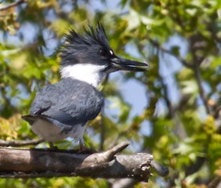 Belted Kingfisher