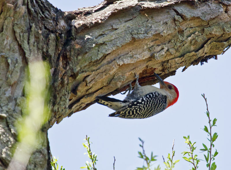 Red Bellied Woodpecker