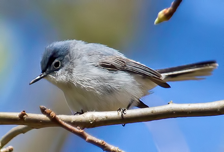 Blue-gray Gnatcatcher, male