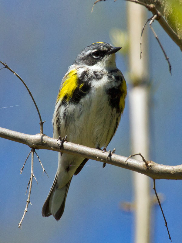 Yellow Rumped Warbler.