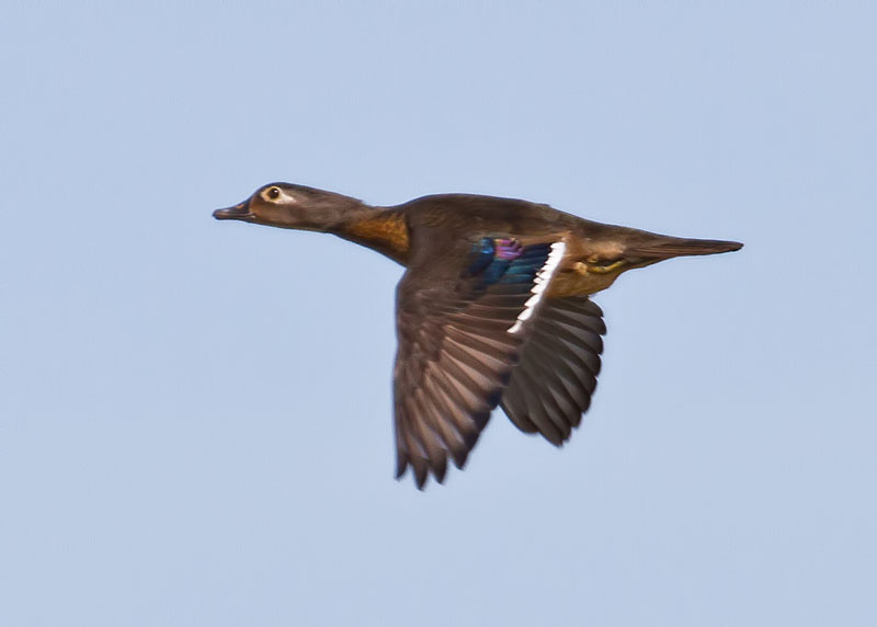 Wood Duck, female