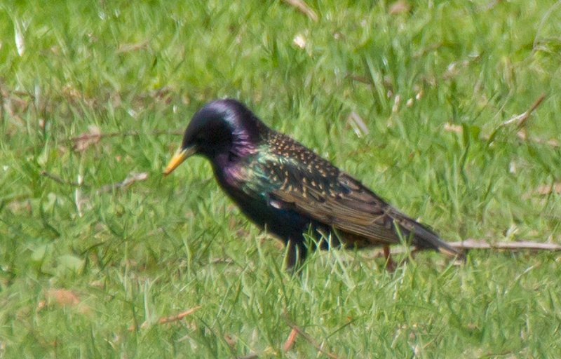 European Starling