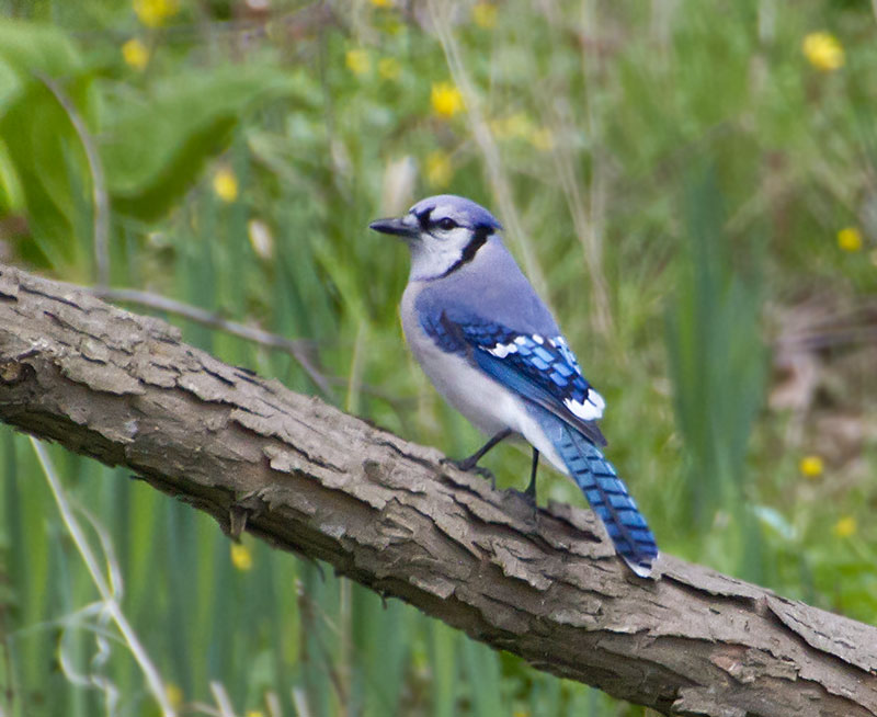 Blue Jay