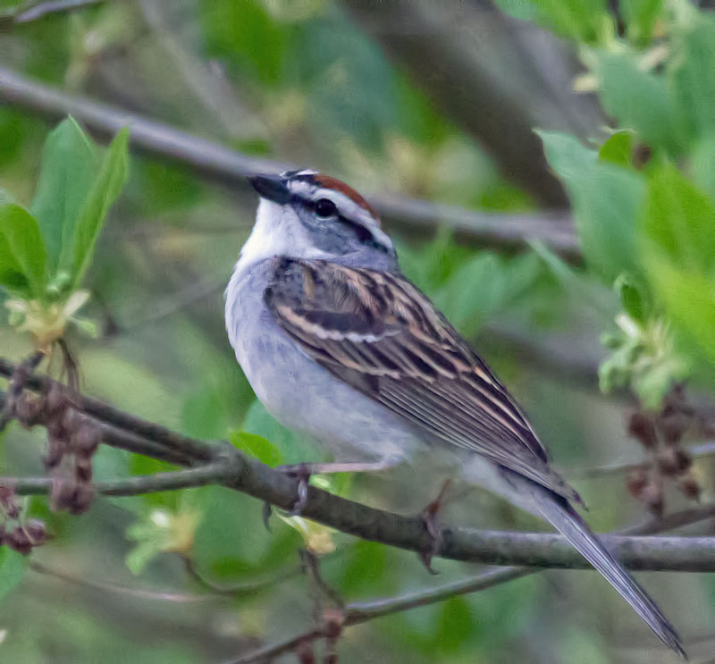 Chipping Sparrow