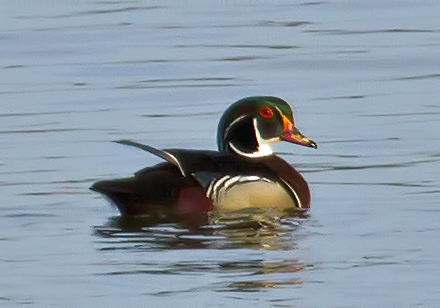 Wood Duck, male