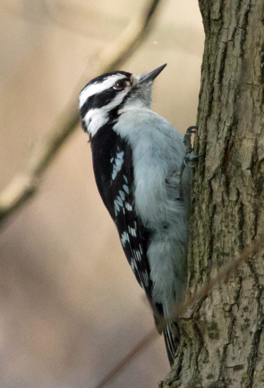 Downy Woodpecker, female