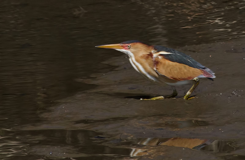Least Bittern