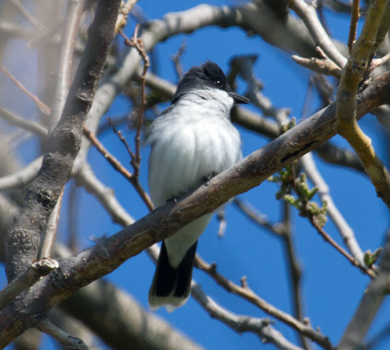 Eastern Kingbird