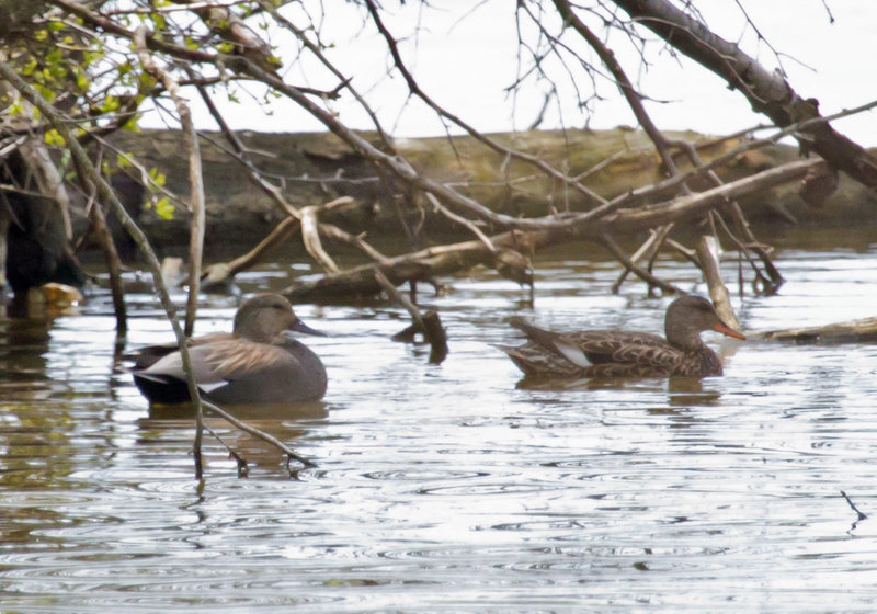 Gadwall, pair
